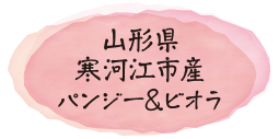 山形県寒河江市産パンジー＆ビオラ